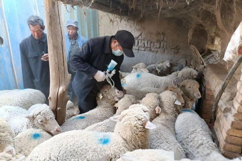 銀達鎮扎實開展秋季動物疫病防治工作 筑牢家禽飼養安全屏障